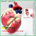 WHOLESALE VETERINARY MODEL 12008 Animal Anatomical Life Size 2 parts Plastic Dog Heart Anatomical Model